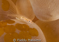nikon d2x 60mm macro by Puddu Massimo 